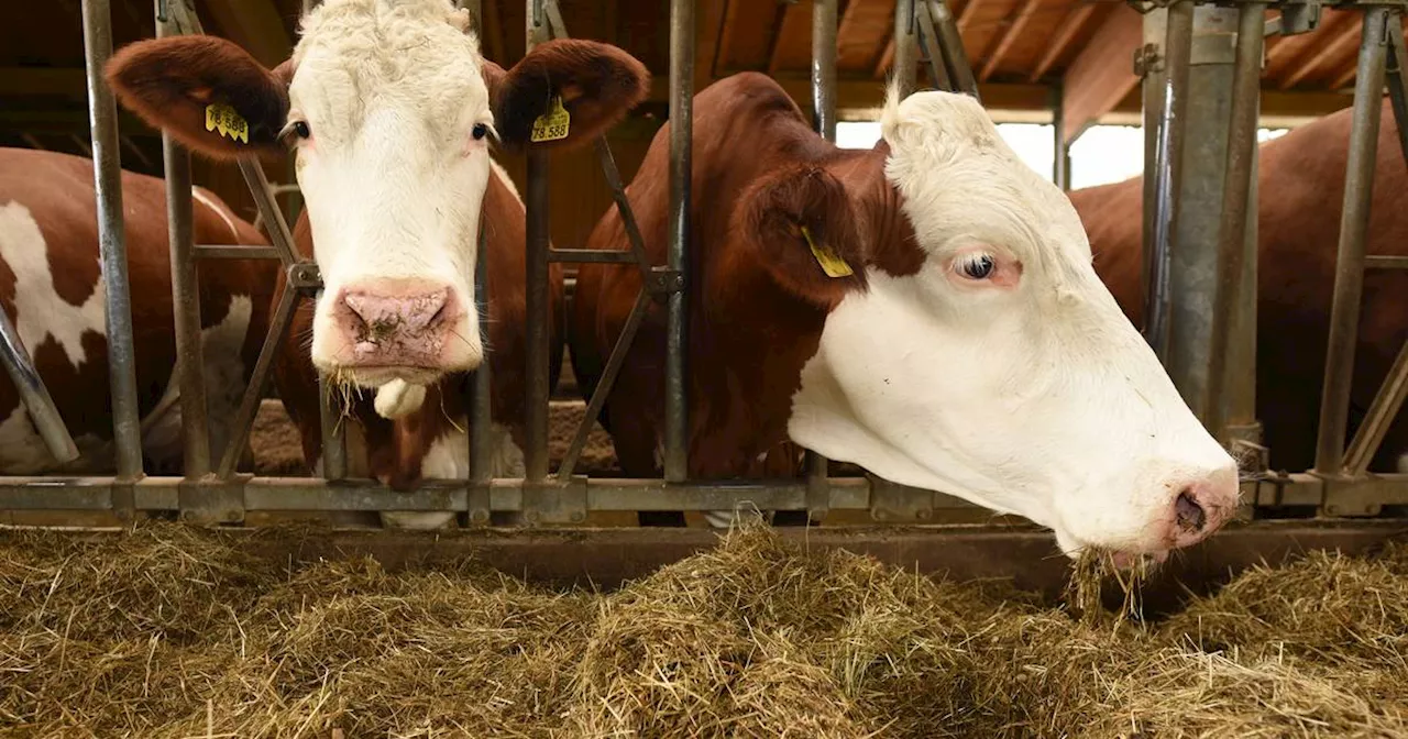 Blauzungenkrankheit in NRW: Lage bleibt ernst