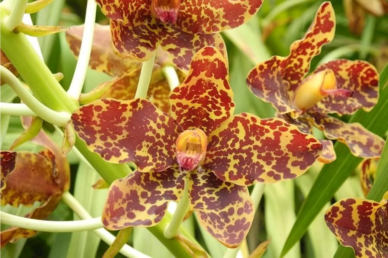 163-year-old tiger orchid back in bloom at Singapore Botanic Gardens