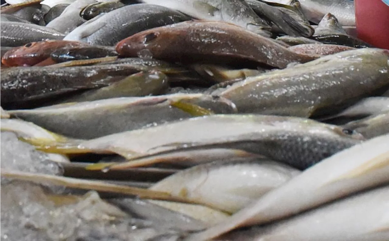 Rural fishmongers in Sabah given special supplier price under ‘Program Ikan Rakyat’