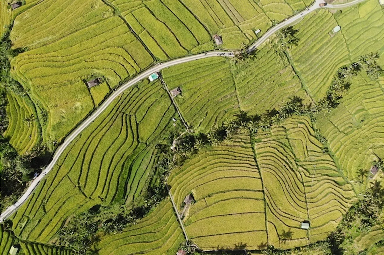 Climate change could wipe out Bali’s iconic paddy fields and other top Unesco sites: Study