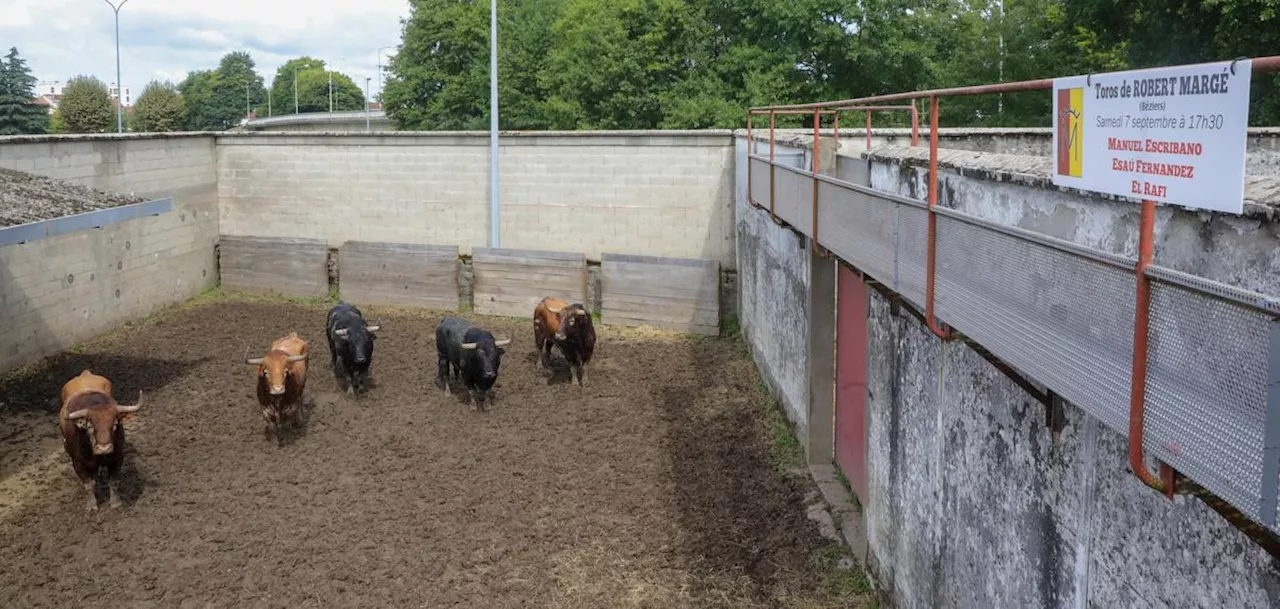 Toros y salsa à Dax : le sorteo et les enjeux de la corrida du samedi 7 septembre