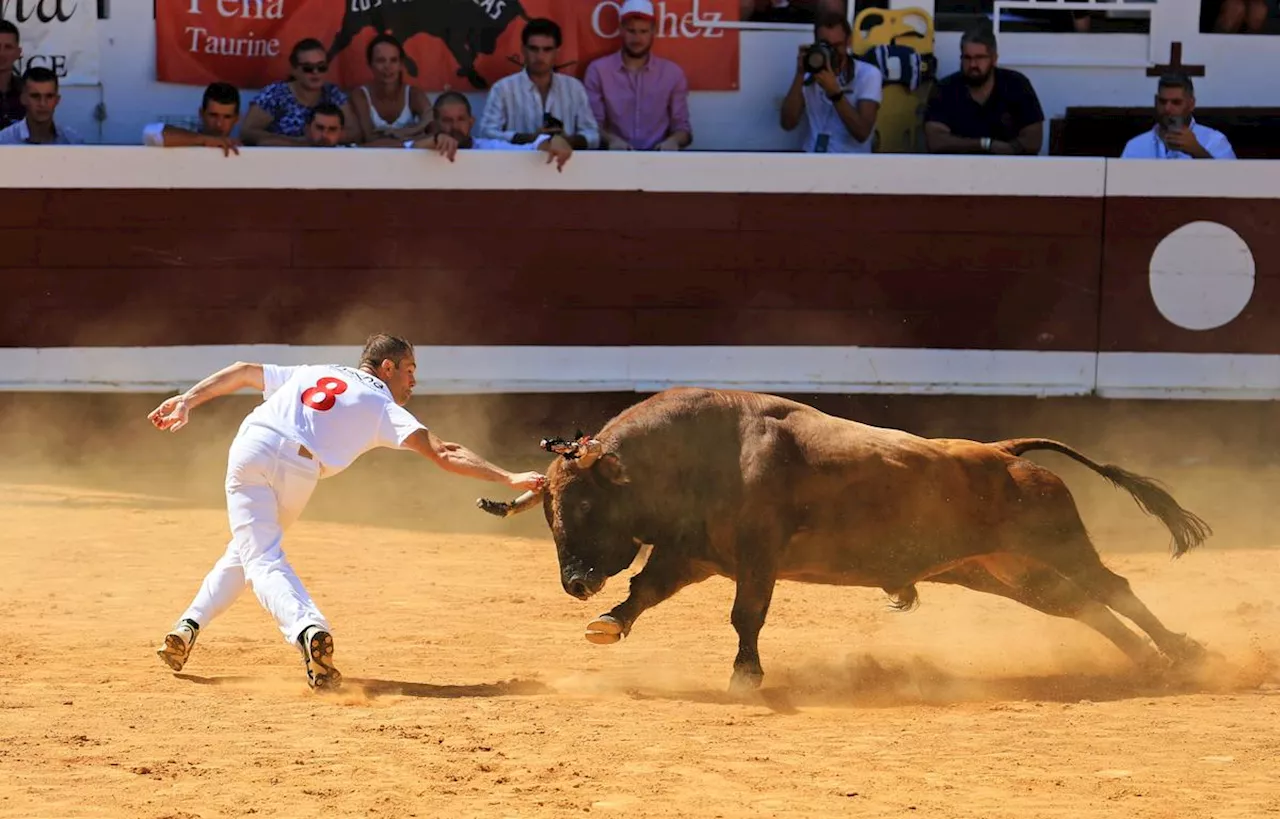 Toros y salsa à Dax : les raseteurs du Sud-Ouest vont s’arracher la cocarde, dimanche matin