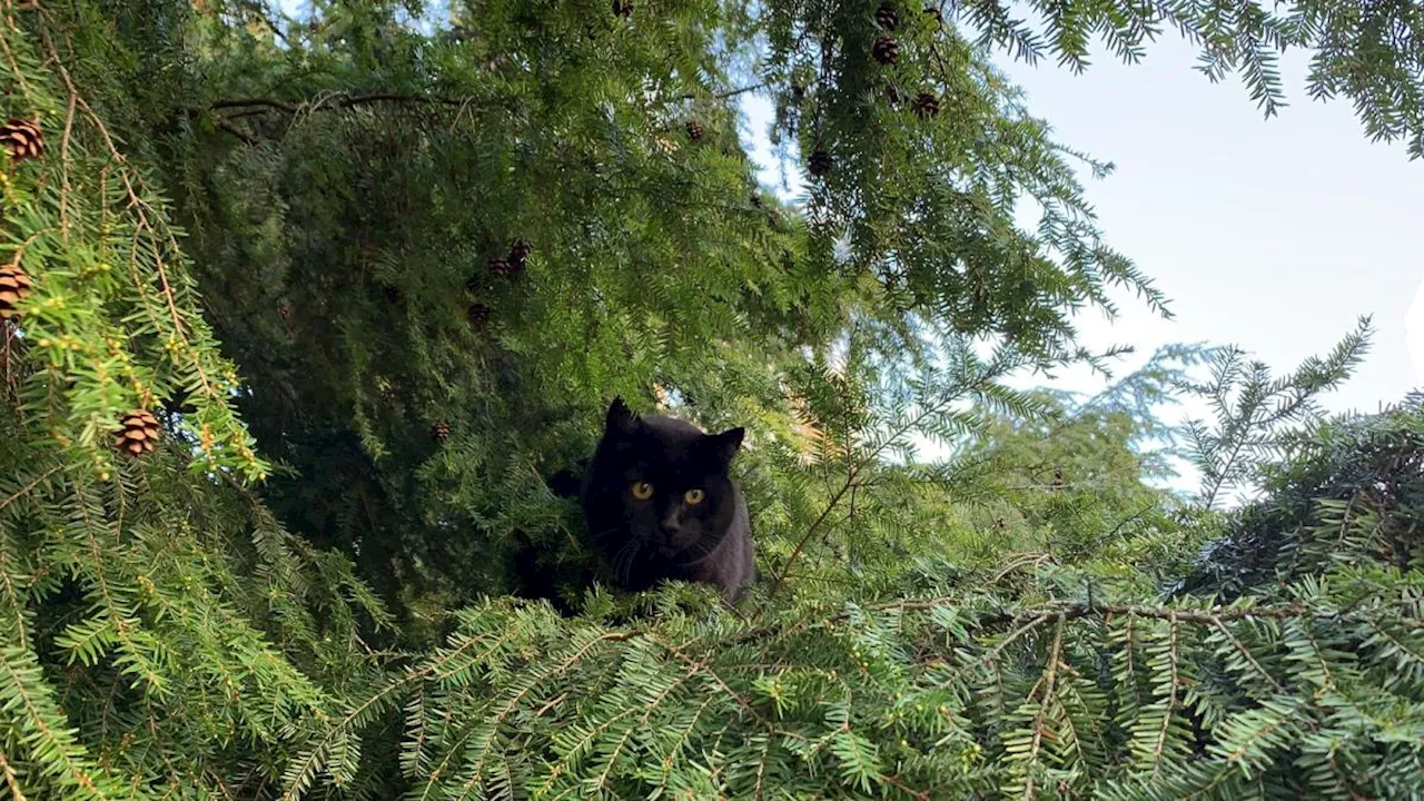 Millionen tote Vögel: Was tun gegen jagende Katzen in der Schweiz