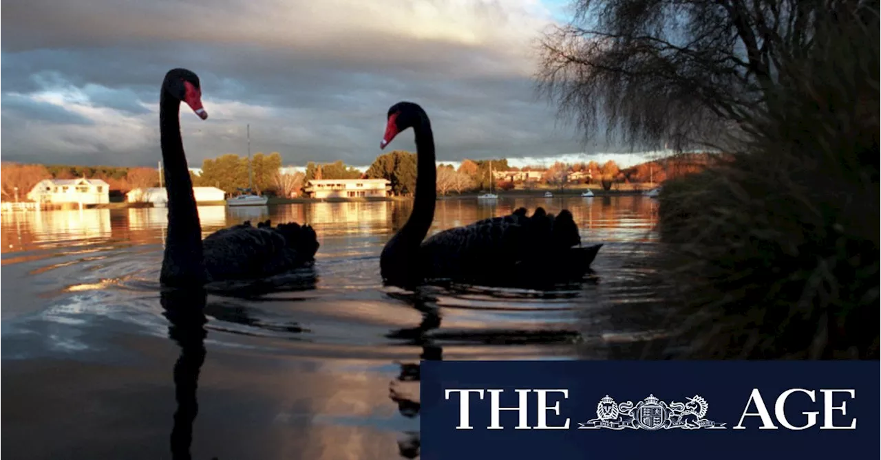 ‘It’s just a matter of when’: Australia war-gaming deadly bird flu outbreak