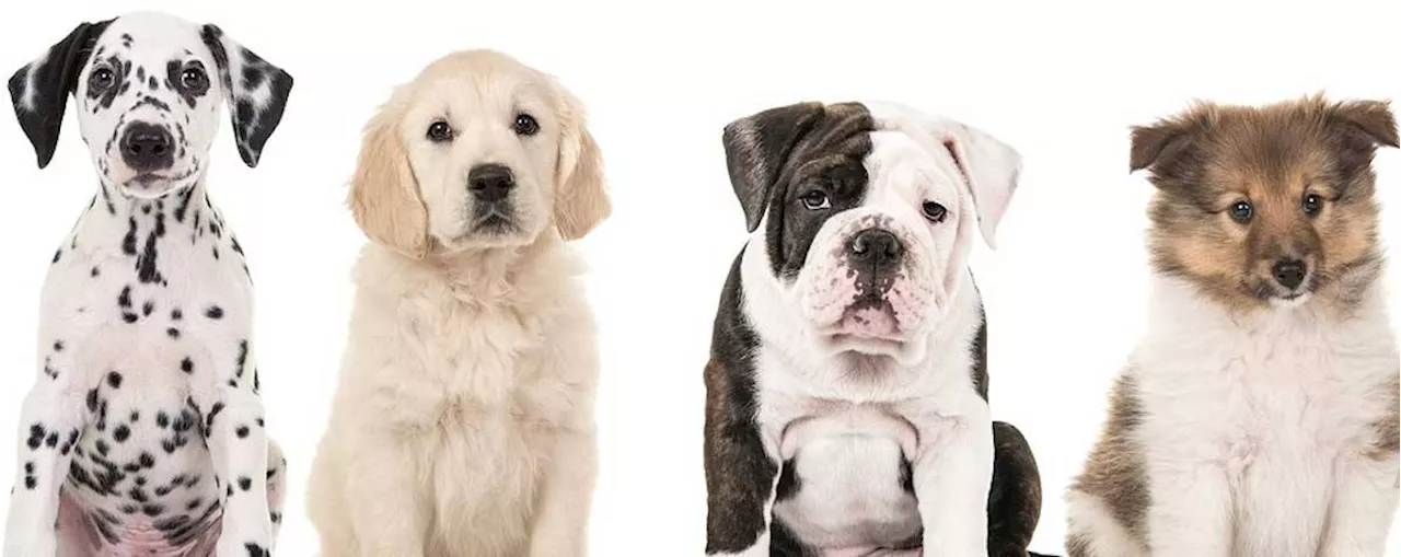 Pet names as passwords are the worst