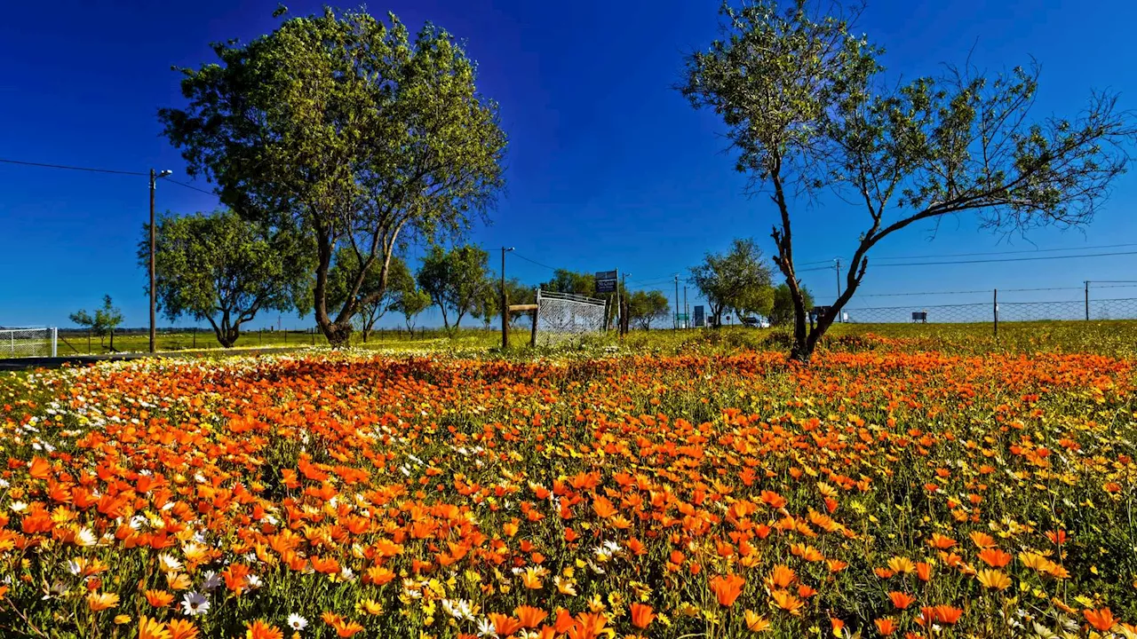 SEE: Five spots to check out wildflowers in the Northern Cape