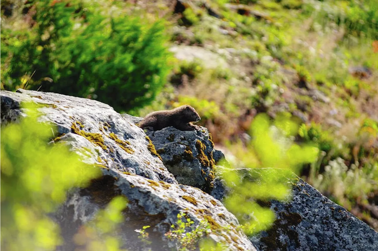 Baby boom: A record 86 Vancouver Island marmot pups born in alpine this year