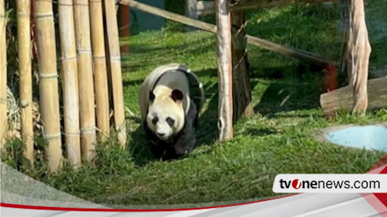 Taman Safari Indonesia Coba Kawinkan Dua Panda Raksasa