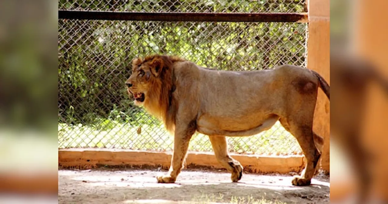 Bihar Zoo: बिहार में बनने जा रहा देश का सबसे बड़ा चिड़ियाघर, मंत्री डॉ. प्रेम कुमार ने की इसकी घोषणा