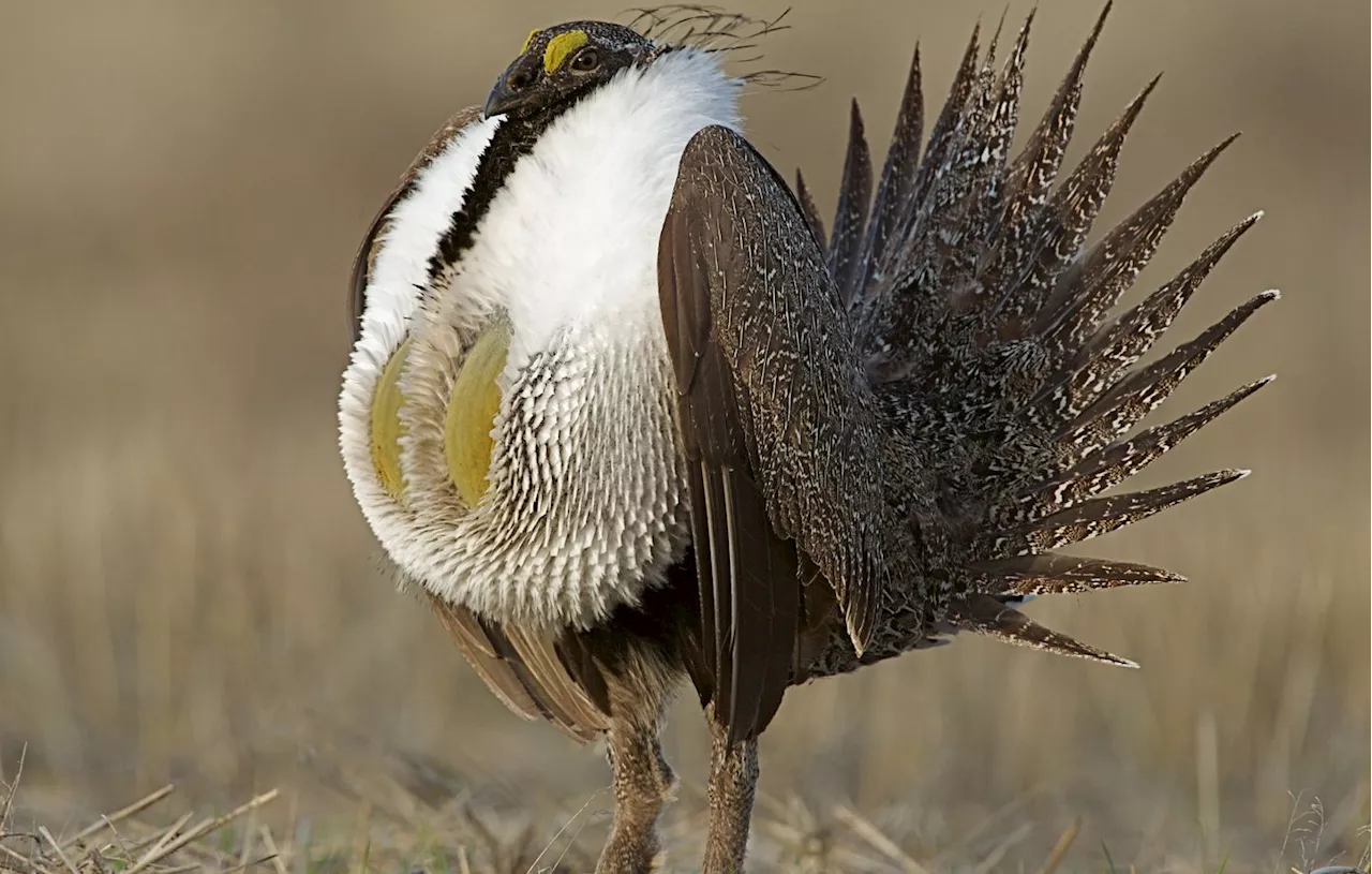 Oiseau : connaissez-vous la grouse ?