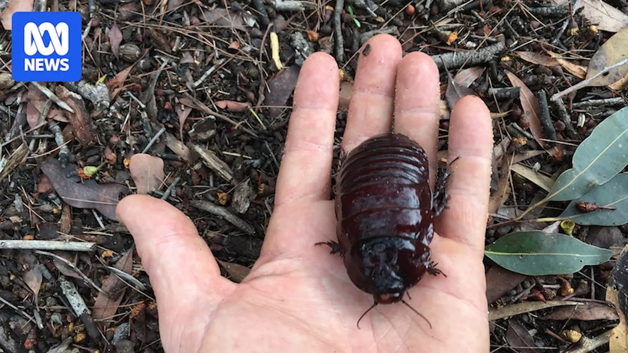 Conservationists push to protect Reedy Creek Reserve, home of giant cockroach