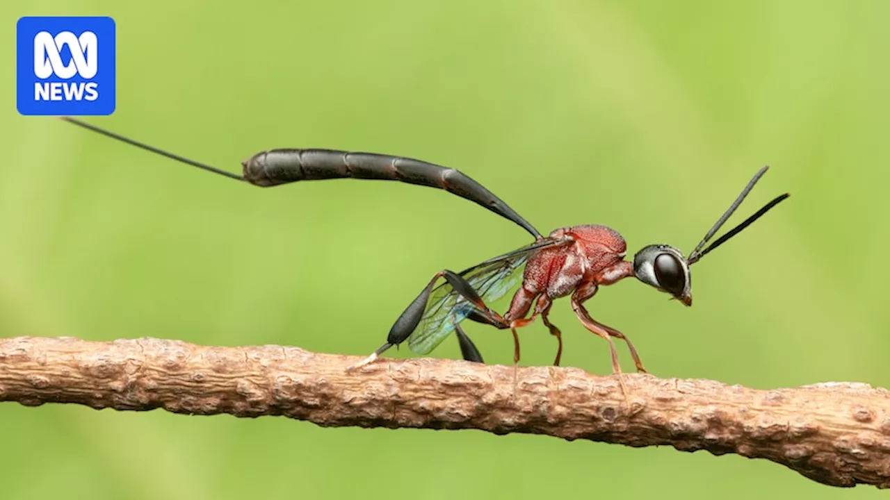 Mam-burrumurl parasitic ghost wasp found close to home by 'excited' photographers hunting for new species