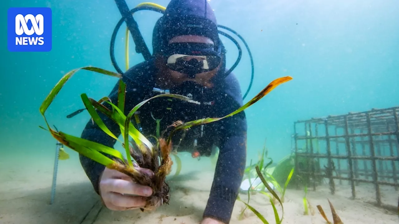 Seagrass restoration along Sydney's coastline a vital intervention to save marine life