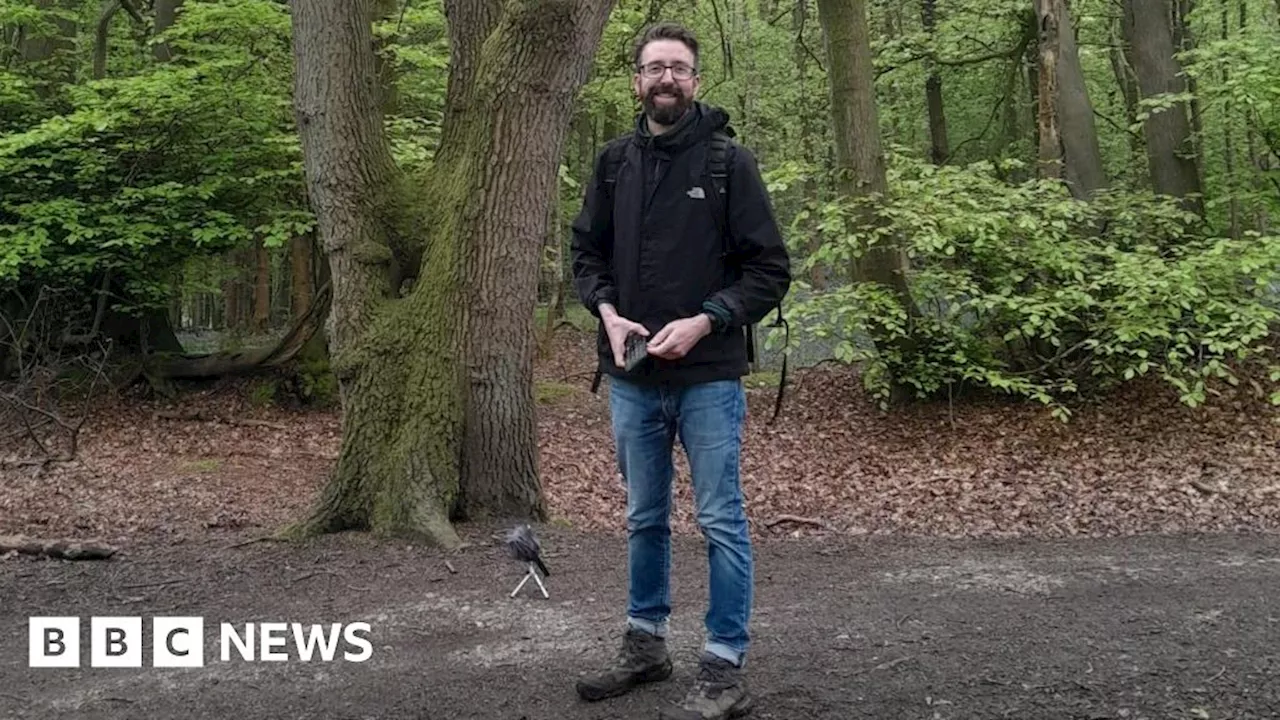 Musician captures calming Wendover woodland sounds in song