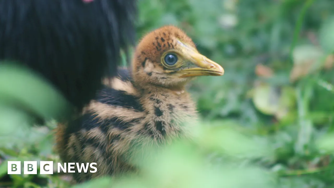 Chick of 'world's most dangerous' bird hatches at Cotswolds bird park