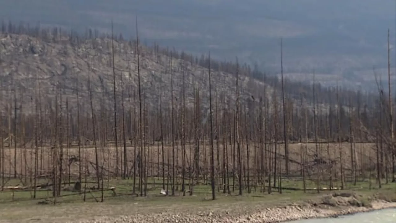 First look at campgrounds in Jasper National Park paints stark picture — but there is hope