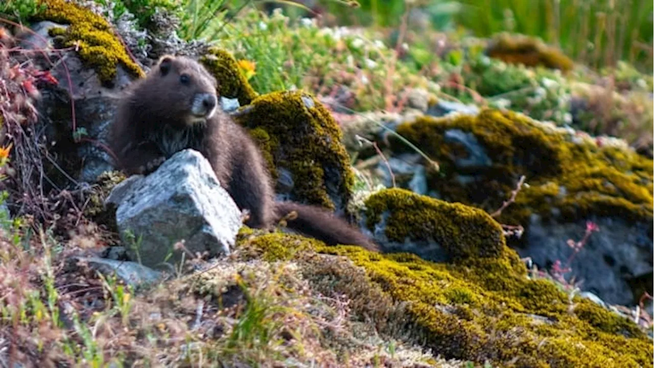 Endangered Vancouver Island marmot numbers get a boost