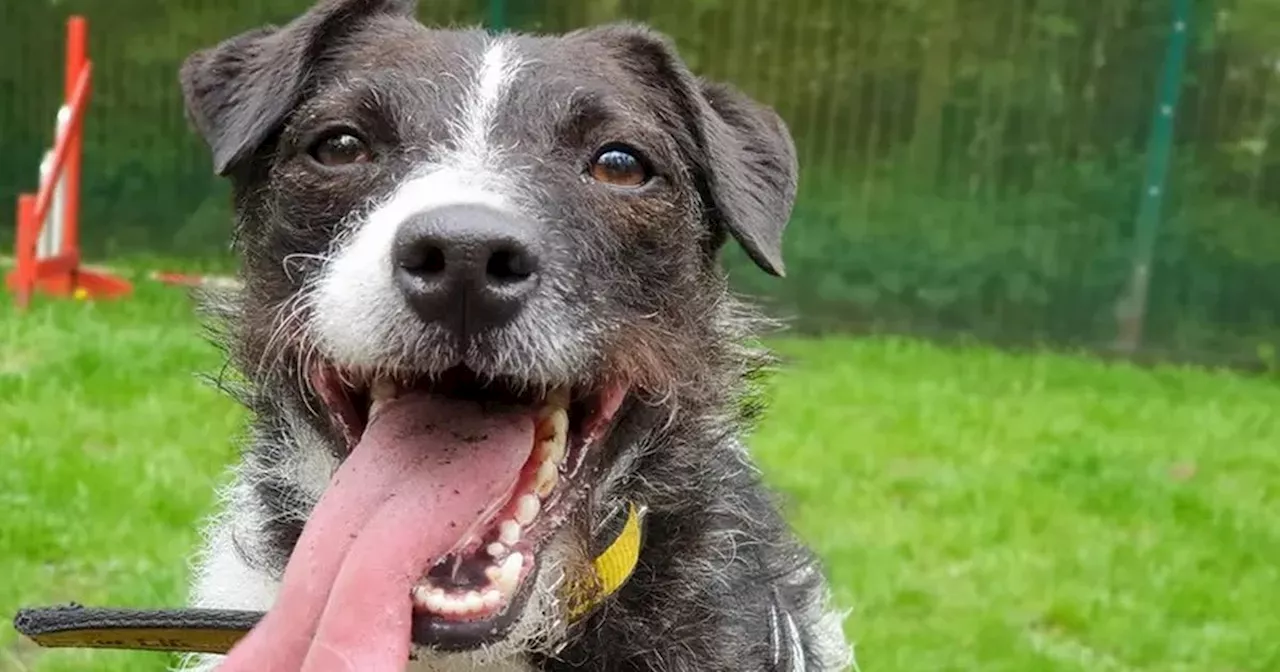 Ten small dogs in need of new homes in Merseyside