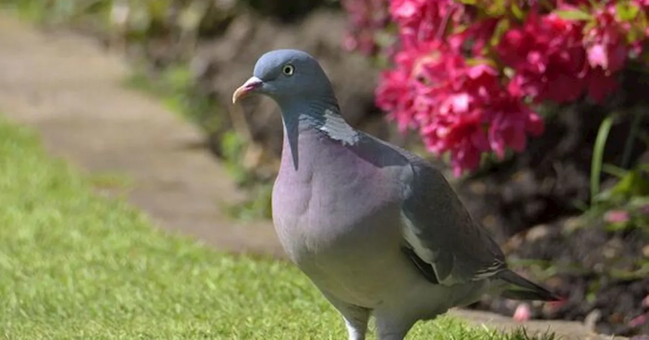 Three plants that will deter pigeons and 'send them packing for good'