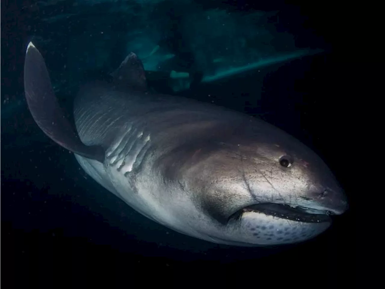 A Megamouth Shark’s Surprise Appearance Off Tanzania’s Coastline