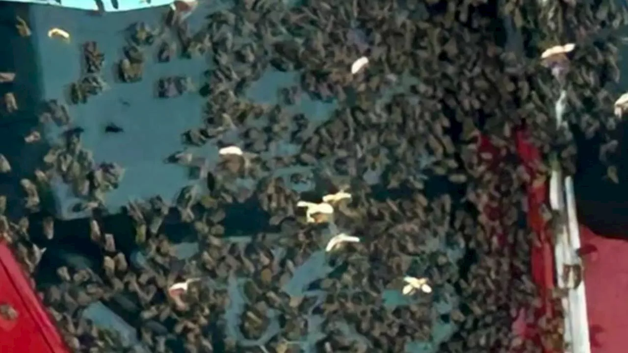 California firefighters swarmed by hundreds of bees while fighting wildfire