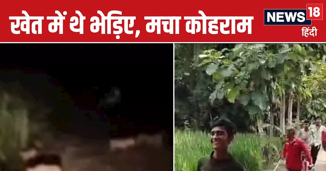 Basti News: बस्ती में भेड़ियों का आतंक, गन्‍ने के खेत में देखा गया झुंड, इलाके में सनसनी