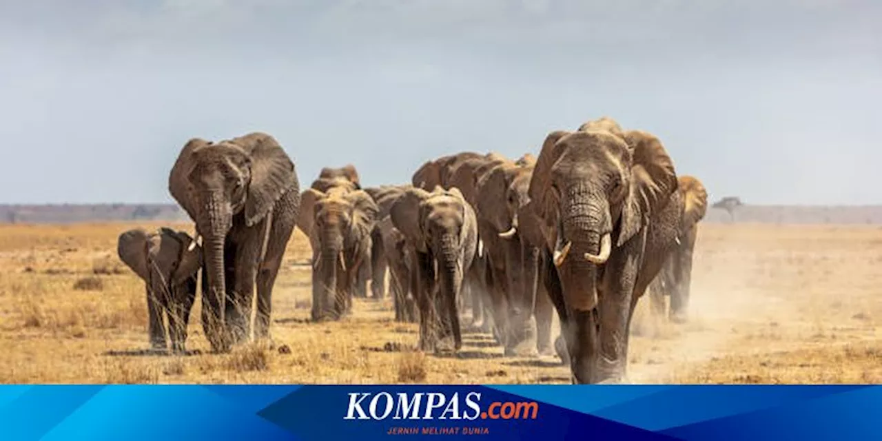 Kekeringan Parah, Namibia Buru 700 Hewan Liar dan Bagikan Dagingnya untuk Warga