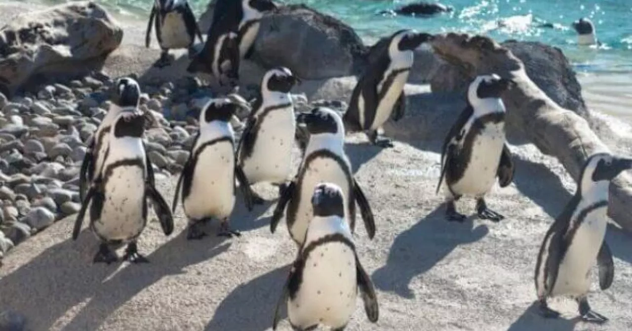 'Mr. Greedy,' a prolific penguin dad, has died at age 33