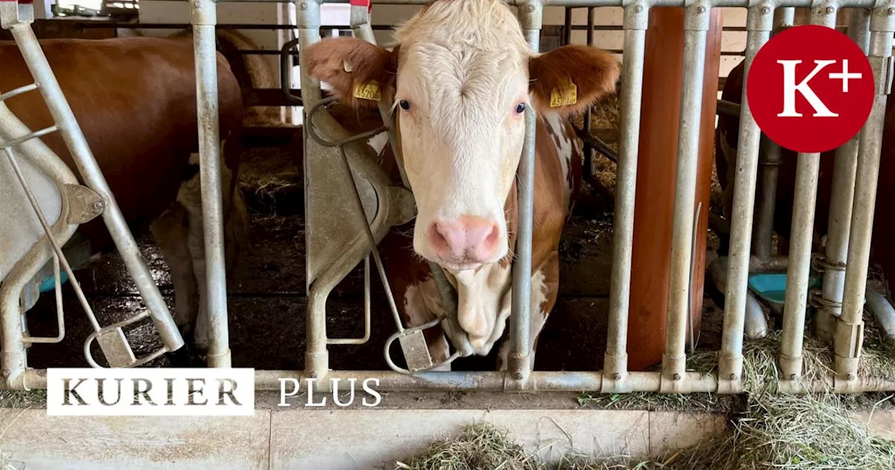 Sauberes Fell, gesunde Euter: Wie das Tierwohl im Kuhstall kontrolliert wird