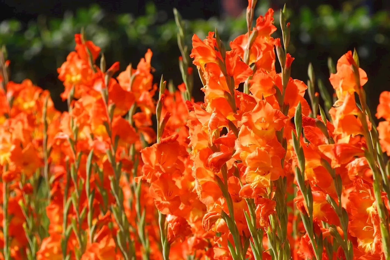 Jardin : la flamboyance exotique du canna