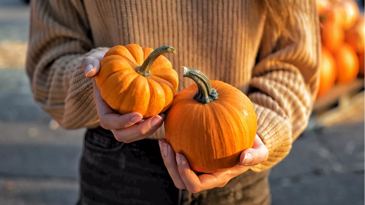 Halloween, Taylor Swift et « Gilmore Girls »… TikTok est fasciné par l’automne (et les marques aussi)