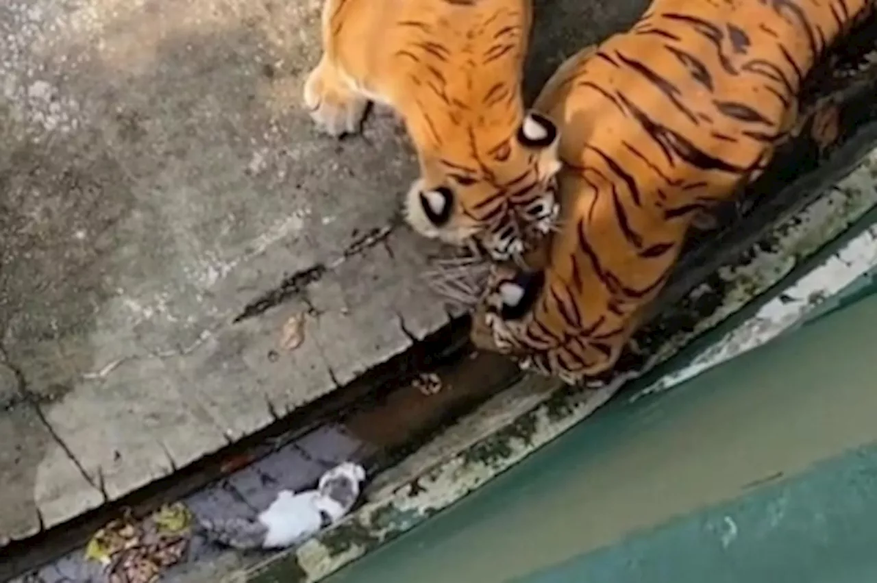 Quick-thinking zookeeper saves lost kitten from becoming tiger lunch in Johor (VIDEO)