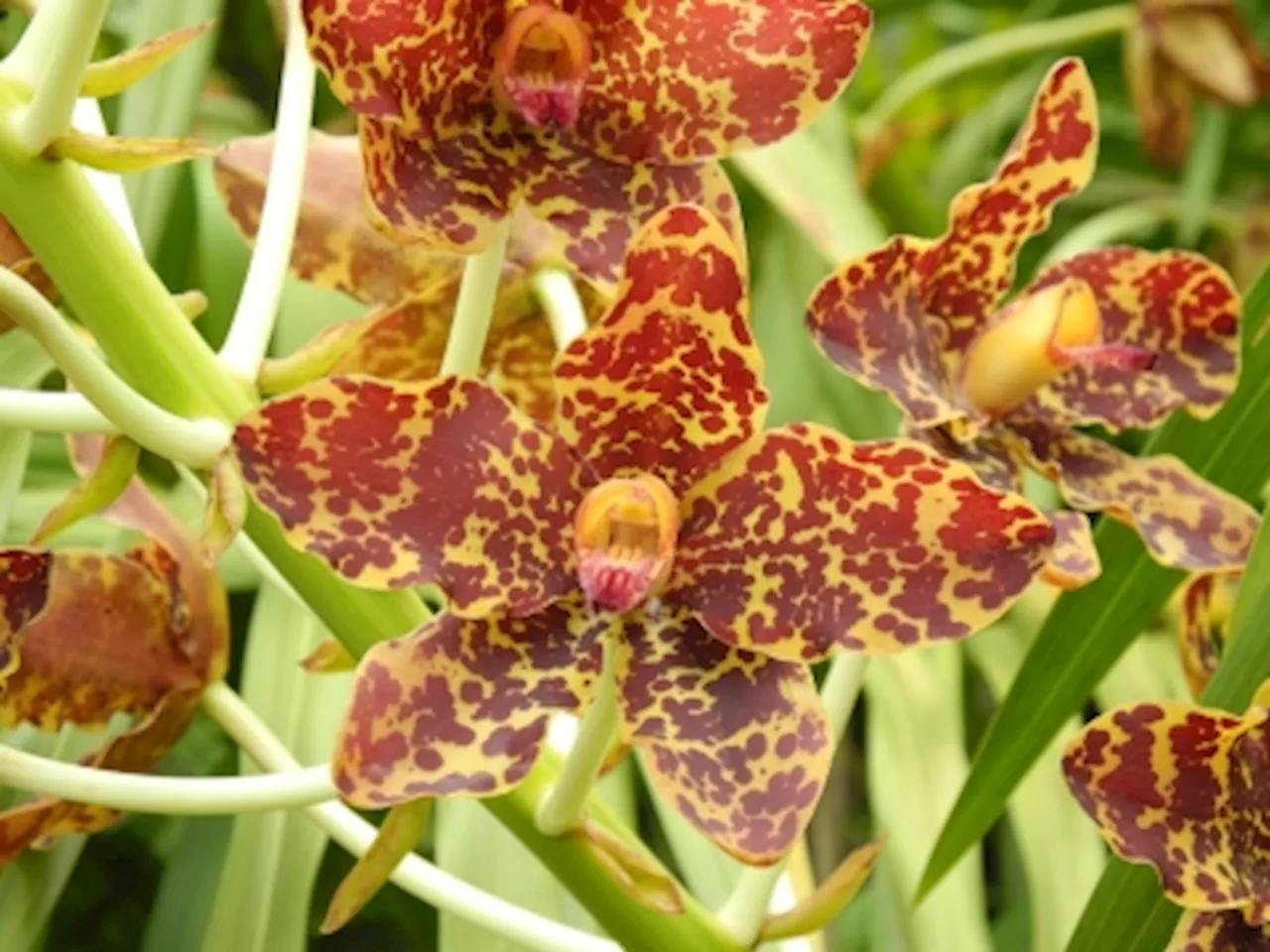 World’s largest orchid species, the tiger orchid, flowers again at Singapore Botanic Gardens