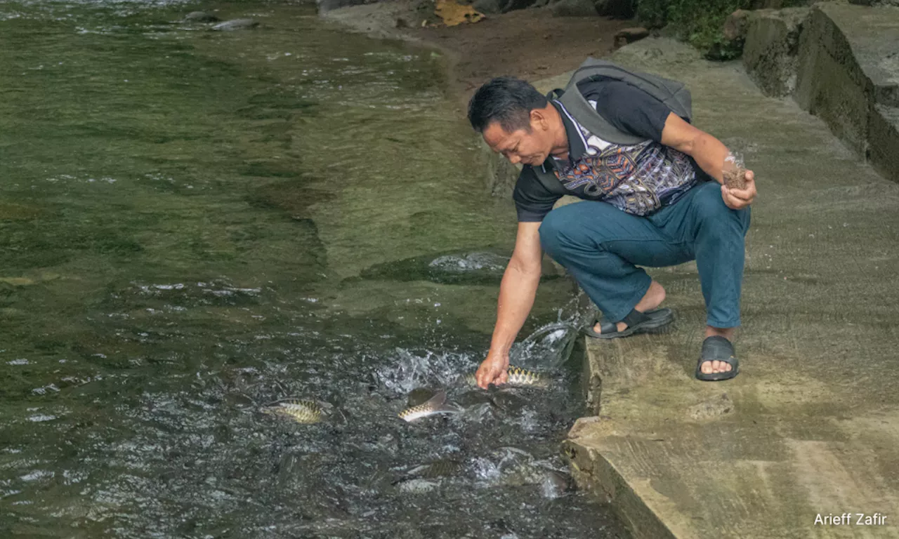 Climate change, invasive species challenge Sabah's river conservation