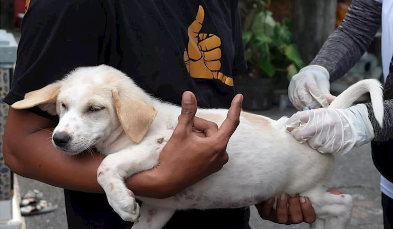 Kenapa Orang Terkena Rabies Takut Meminum Air