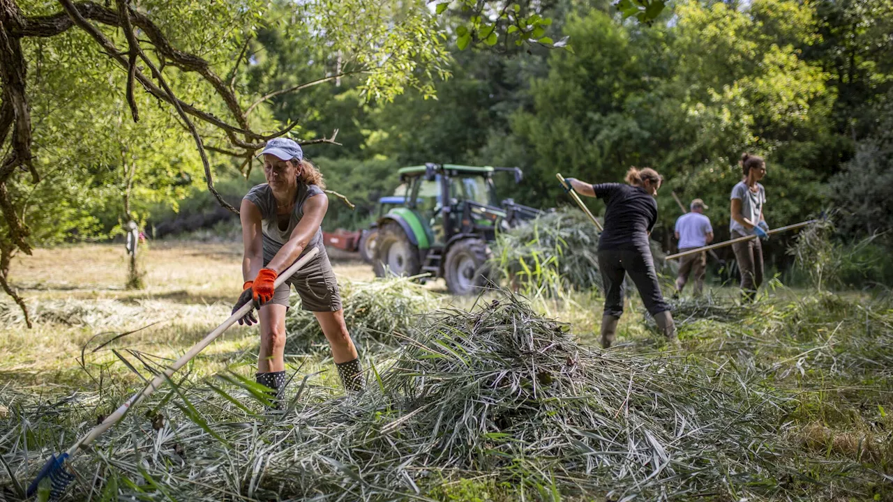 „Biosphere Volunteer“: Freiwillige Wiesenpflege in Klosterneuburg