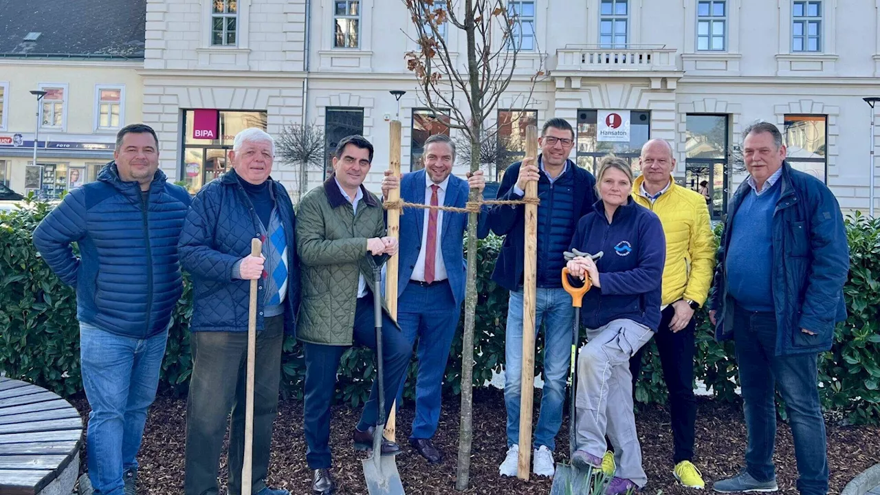 Jung-Bäume am Korneuburger Hauptplatz gingen ein