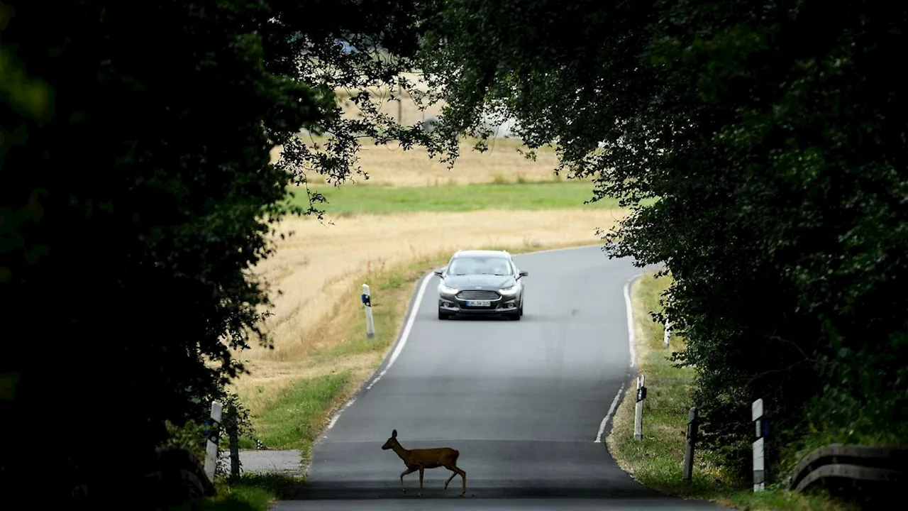 Thüringen: Mehr Wildunfälle in Thüringen