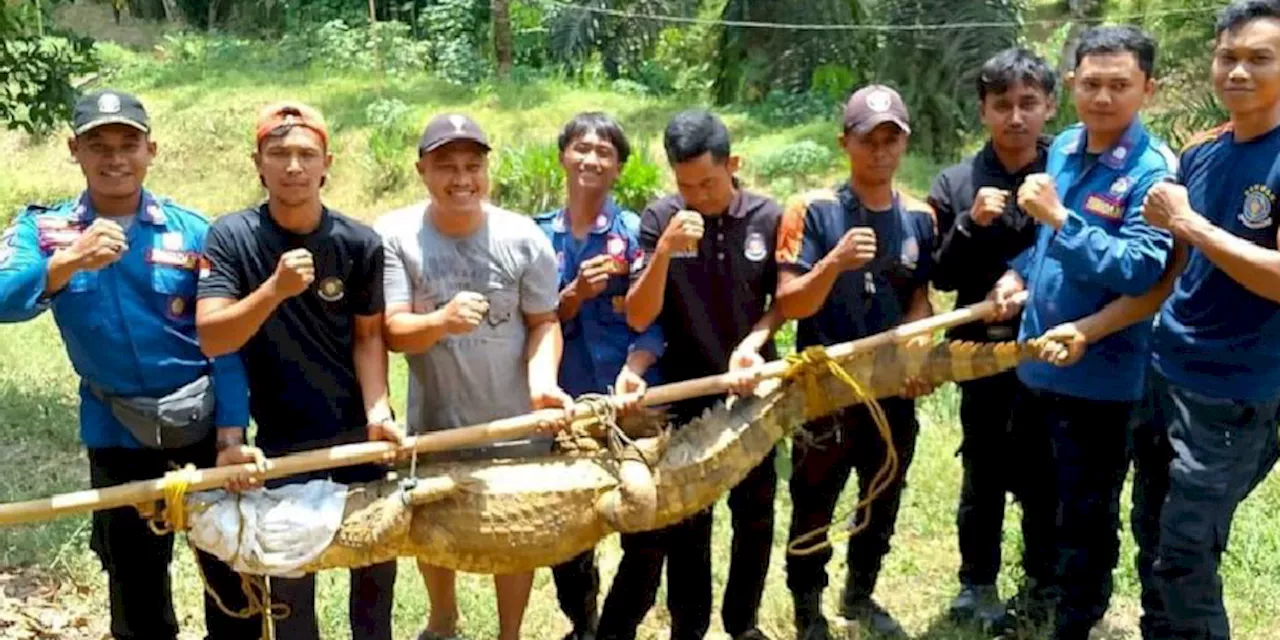 Buaya 3 Meter Ditemukan Dari Kolam Ikan Warga di Musi Rawas