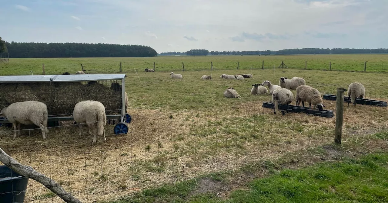 De Week van Drenthe: Kapotte kopkunst en een defensief rumoer op het Hijkerveld