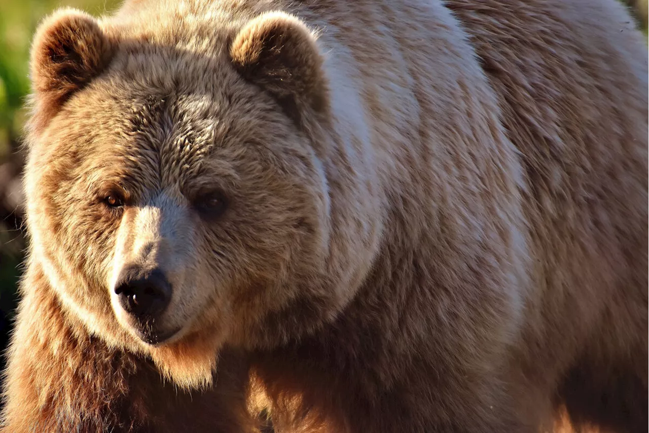 Kroatien: Bär verletzt Spaziergänger