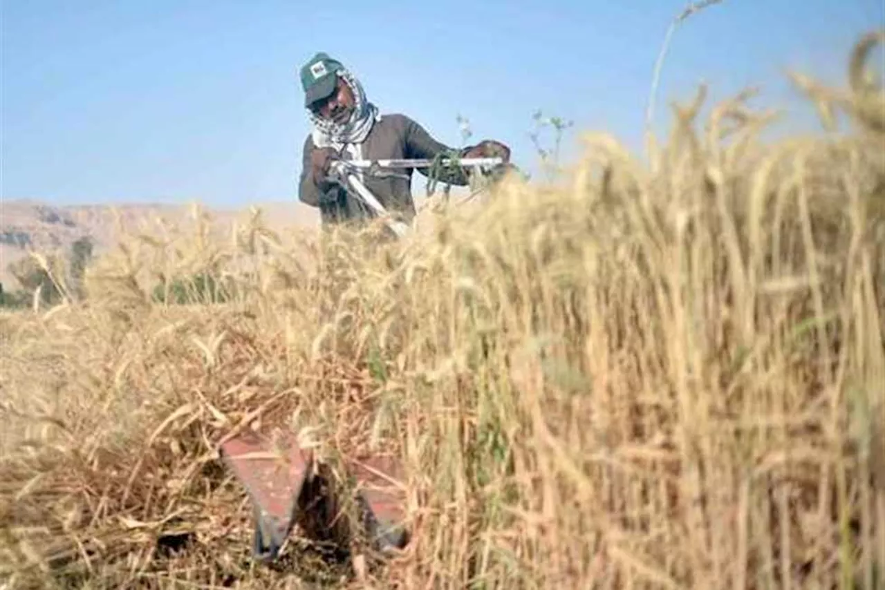 فيديو.. وزير الزراعة: الفلاح يجد حاليا عائدا مجزيا لزراعته