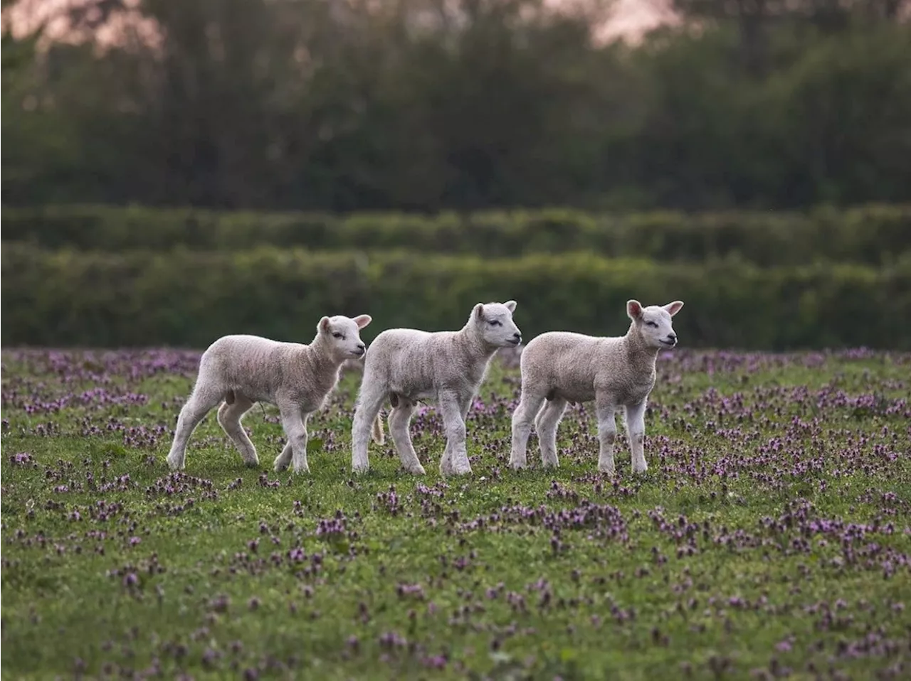 'Noticeable increase in reported lamb thefts' police in Shropshire warn farmers