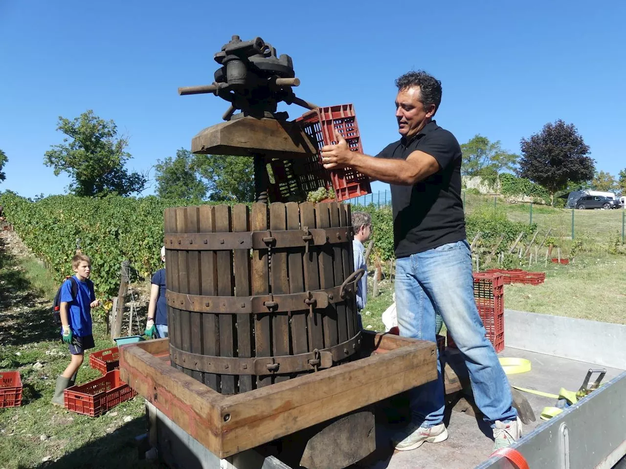 Les vendanges des Étoiles de Vauban, une parcelle en plein cœur de la citadelle de Blaye, approchent