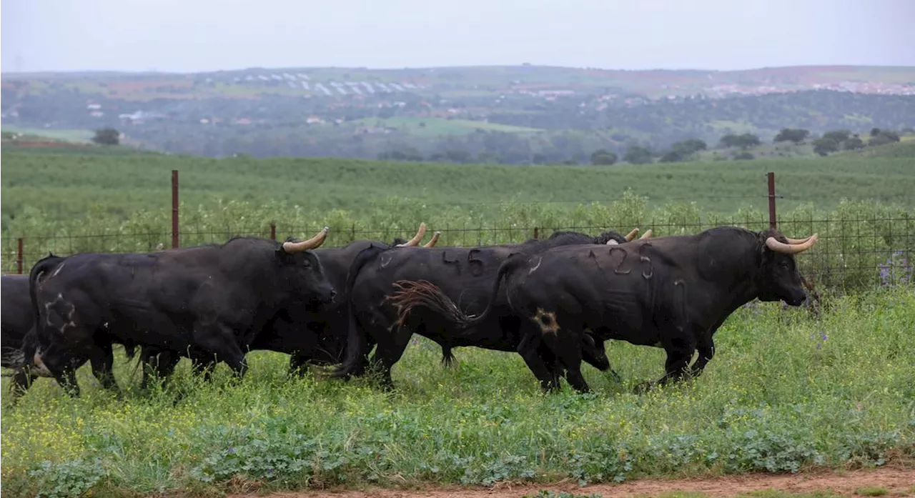 Toros y salsa à Dax : le sorteo et les enjeux de la corrida du dimanche 8 septembre 2024