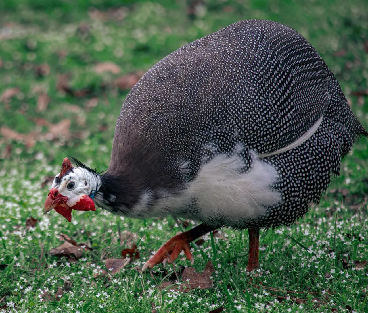 Why should you think about having a guinea fowl as a pet?