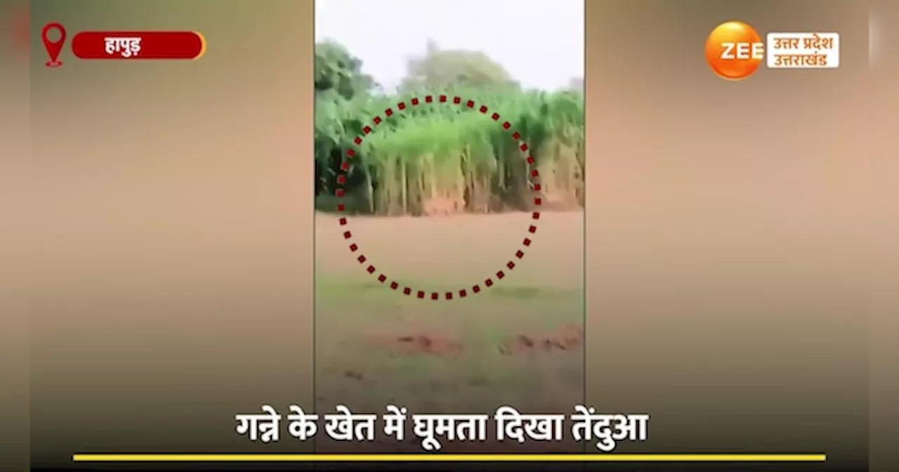 Video: हापुड़ में फिर दिखा तेंदुआ, गन्ने के खेत में घूमता देख सहमे लोग