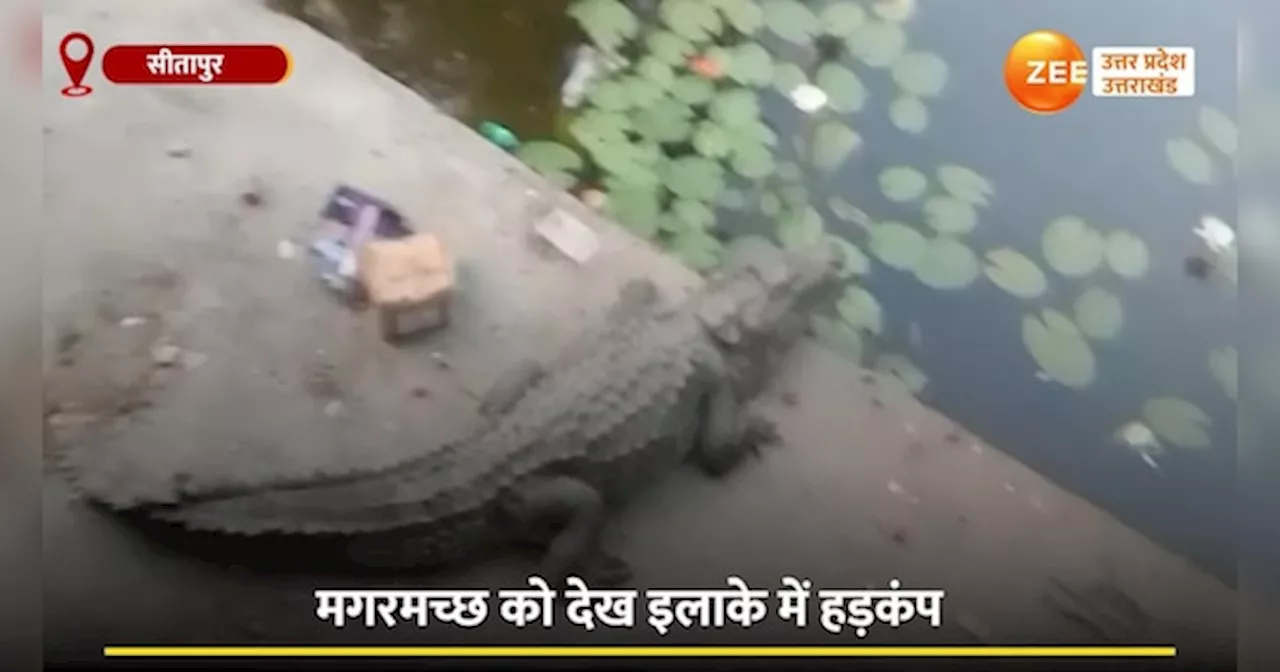 Video: नहर किनारे आराम फरमाता दिखा मगरमच्छ, पानी के बाहर बैठा देख लोगों में हड़कंप