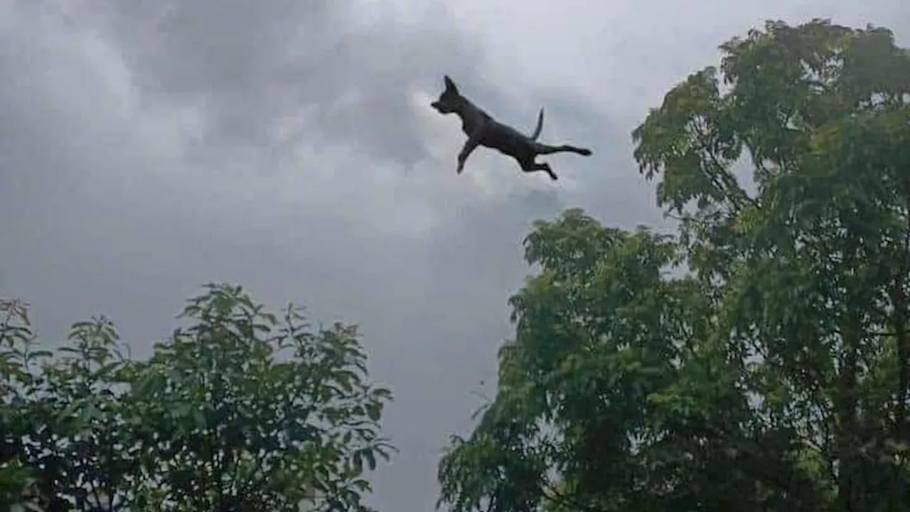 Heftigster Sturm seit Jahren - Dieser Todes-Taifun wirbelte einen Hund durch die Lüfte