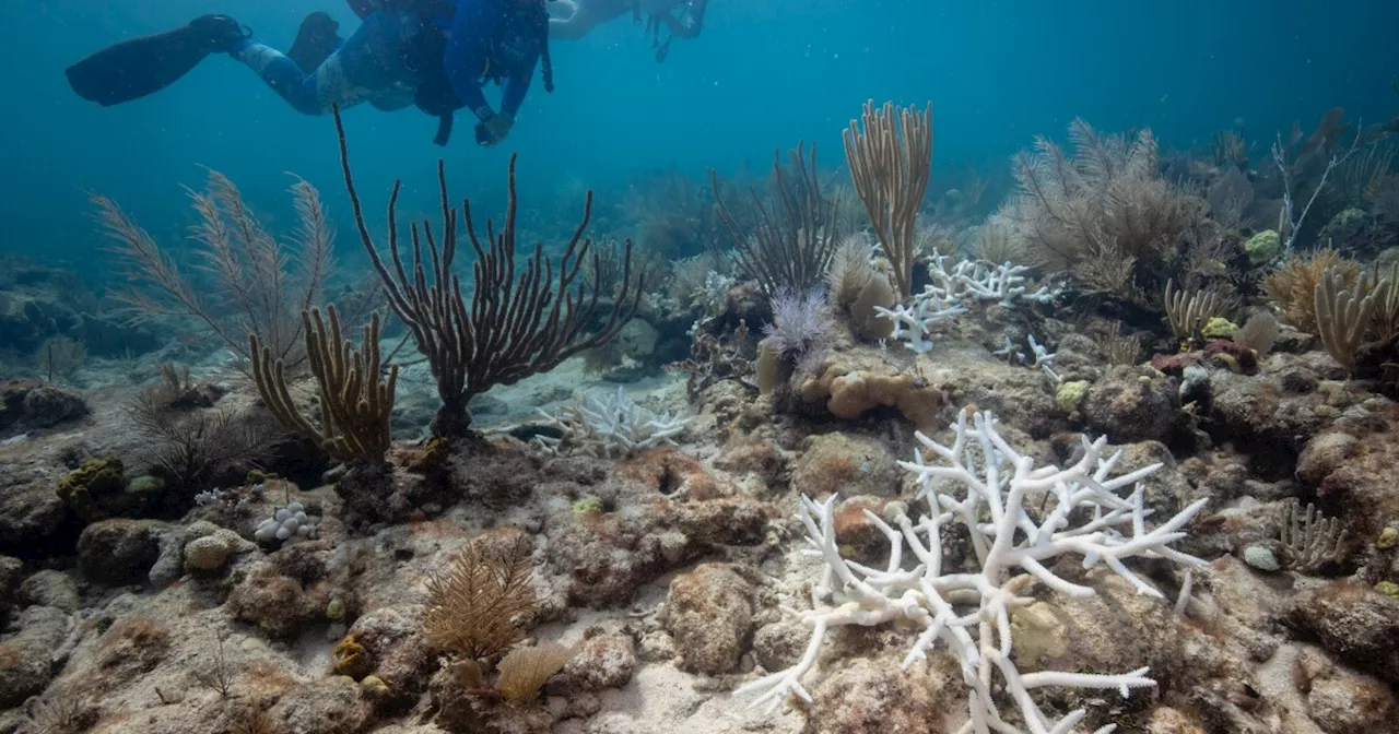 Florida’s coral reefs are still ailing but doing better